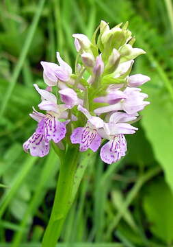 Image of Dactylorhiza majalis subsp. baltica (Klinge) H. Sund.