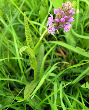 Image of Dactylorhiza majalis subsp. baltica (Klinge) H. Sund.