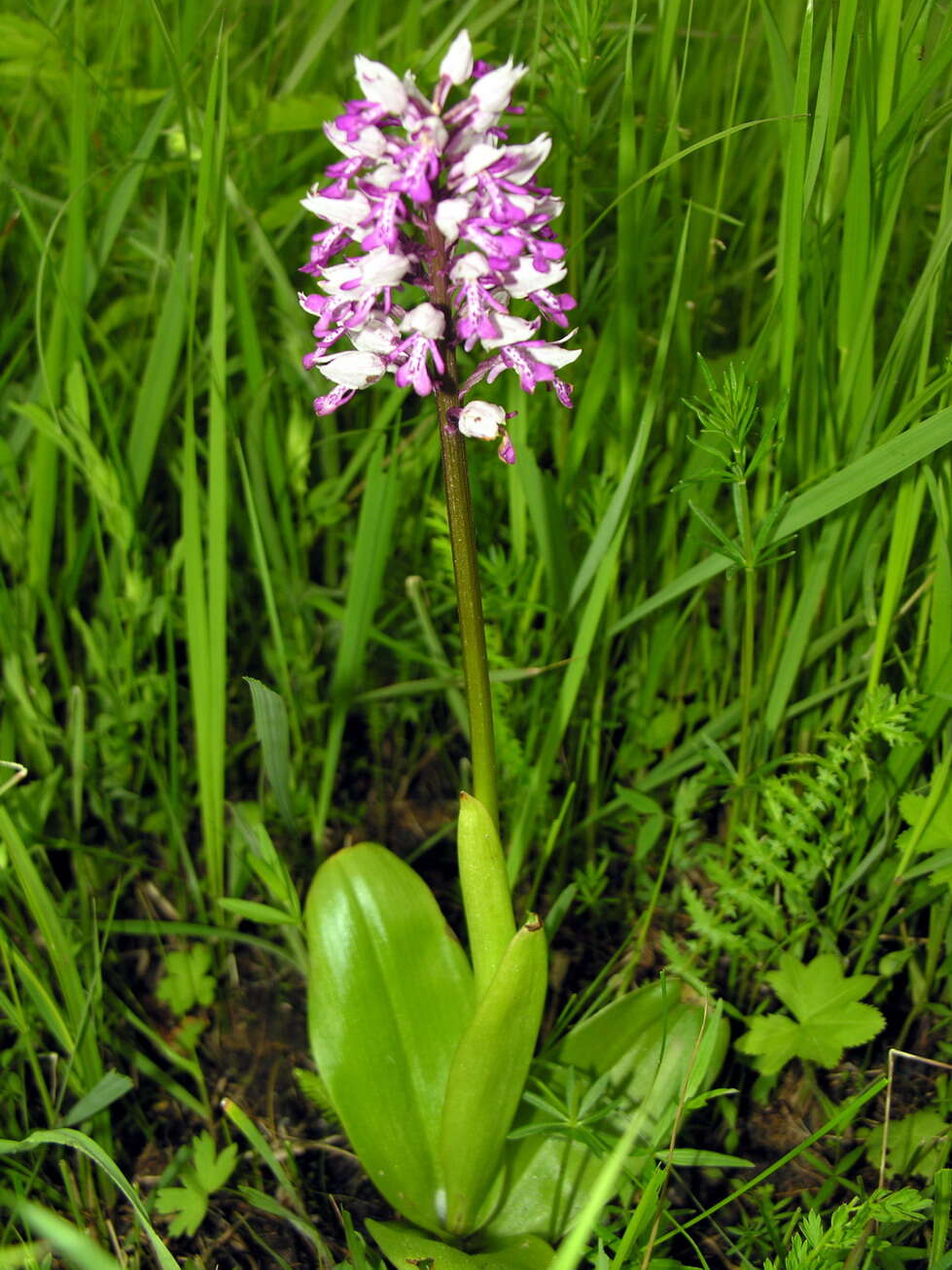 Image of Military orchid