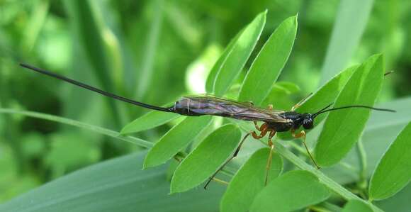 Image of Rhyssella nitida (Cresson 1864)