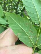 Imagem de Stigmella juglandifoliella (Clemens 1861) Wilkinson et al. 1979