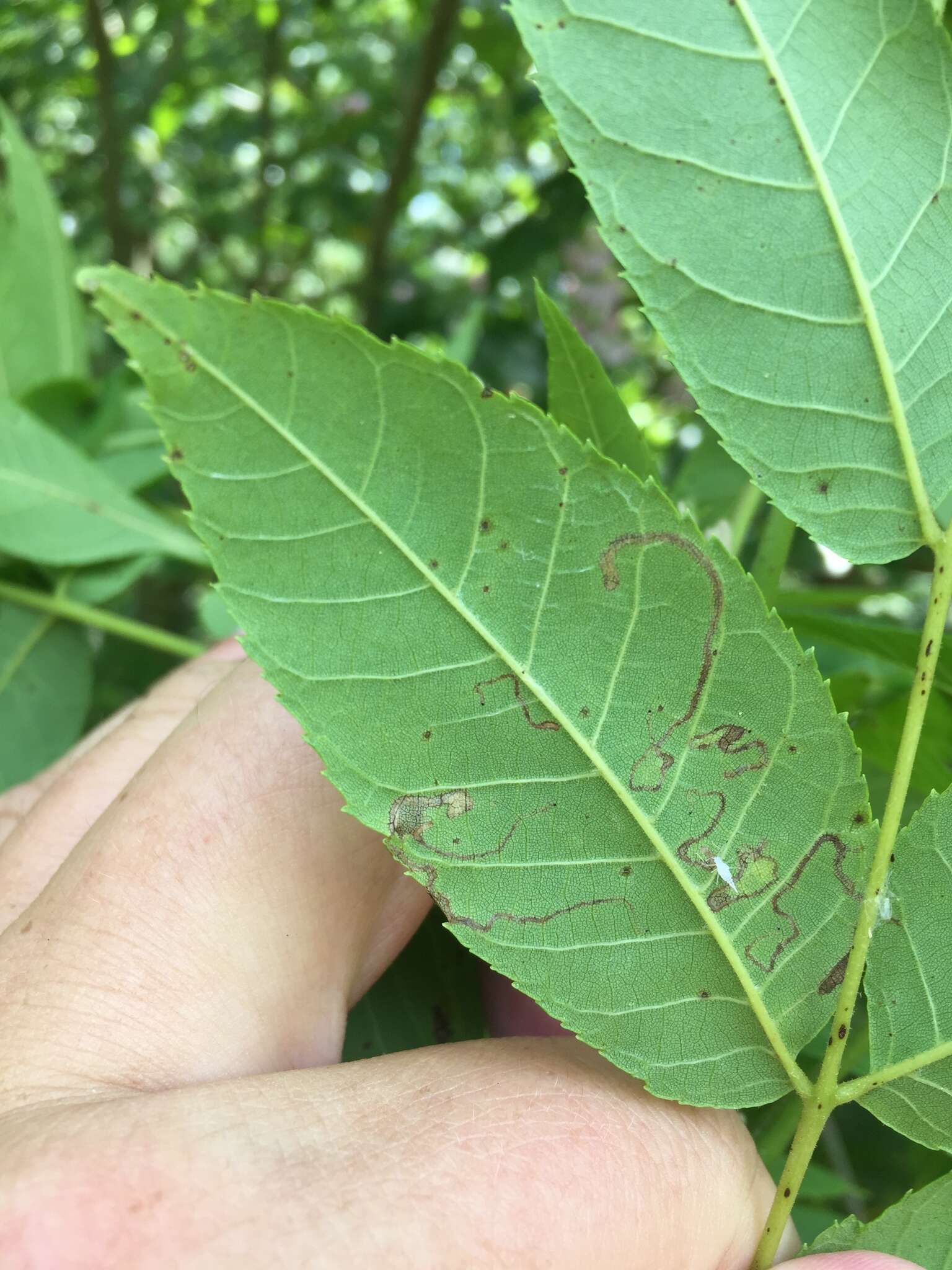 Imagem de Stigmella juglandifoliella (Clemens 1861) Wilkinson et al. 1979