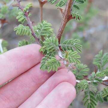 Plancia ëd Mimosa aculeaticarpa Ortega