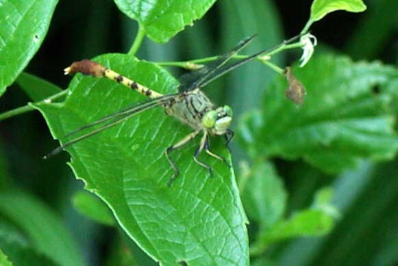 Imagem de Arigomphus Needham 1897