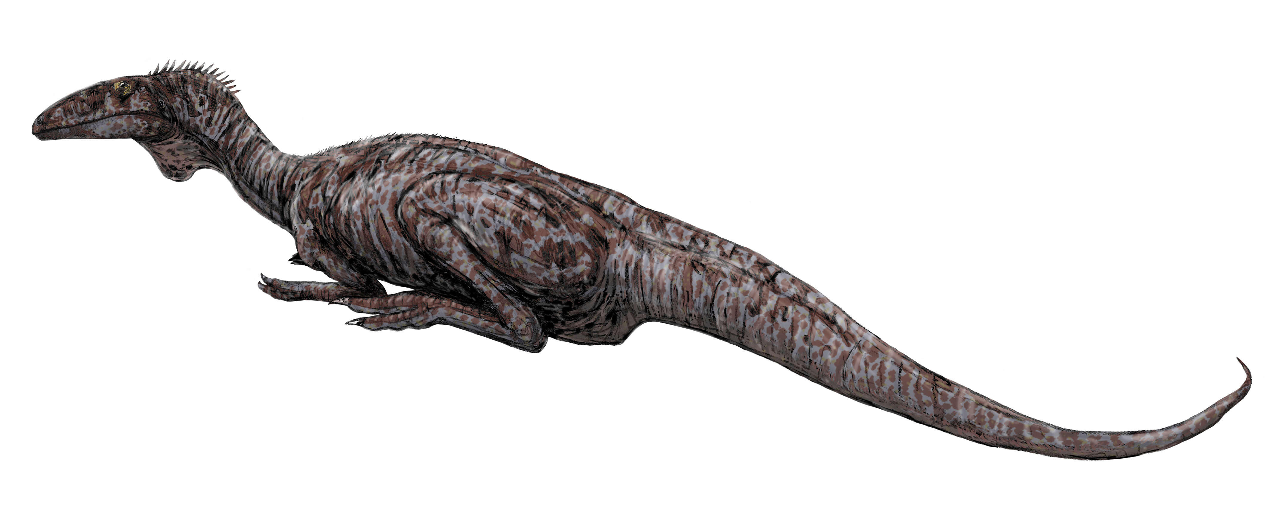 Image of Dilophosauridae
