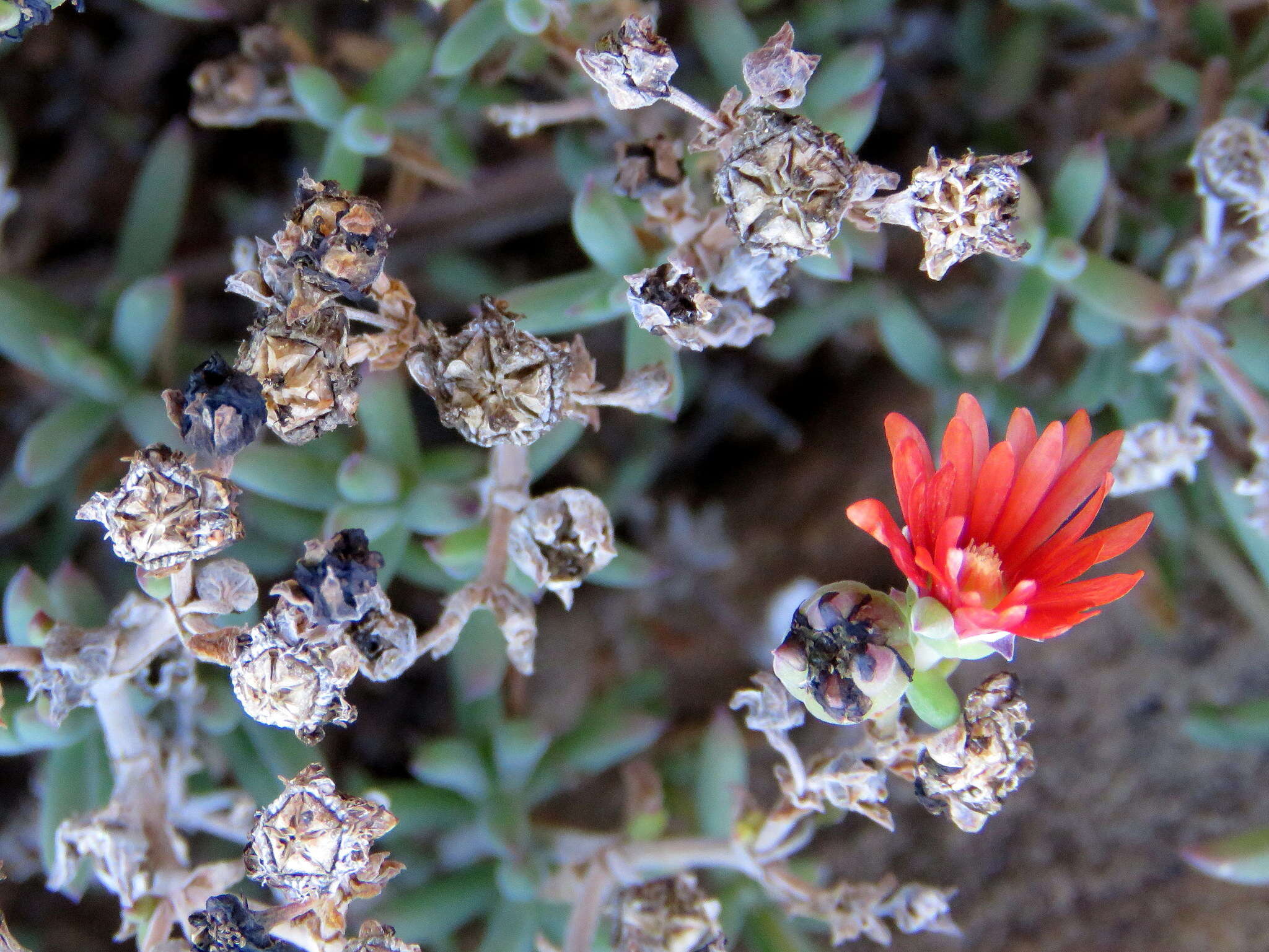 Image of Delosperma ornatulum N. E. Br. ex Stapf