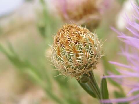 Plancia ëd Plectocephalus americanus (Nutt.) D. Don