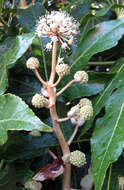 Image of fatsia