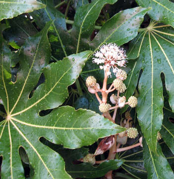 Image of fatsia