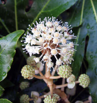 Image of fatsia