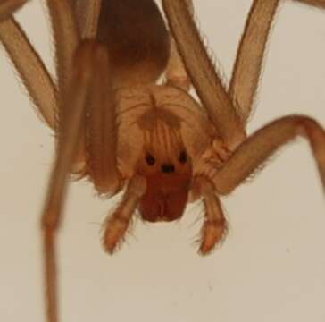 Image of Brown Recluse