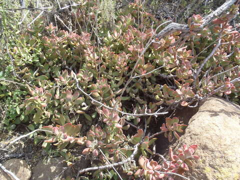 Слика од Crassula rogersii Schönl.