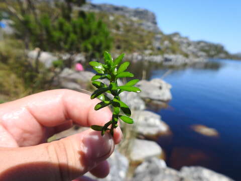 Image of Laurembergia repens subsp. brachypoda (Welw. ex Hiern) Oberm.