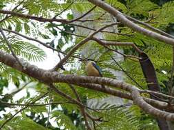 Image of Todiramphus sanctus canacorum (Brasil & L 1916)