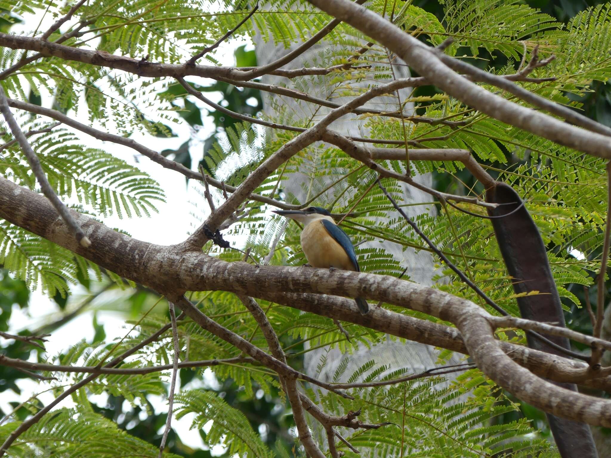 Image of Todiramphus sanctus canacorum (Brasil & L 1916)