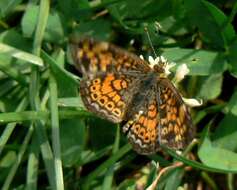 Image of Pearl Crescent