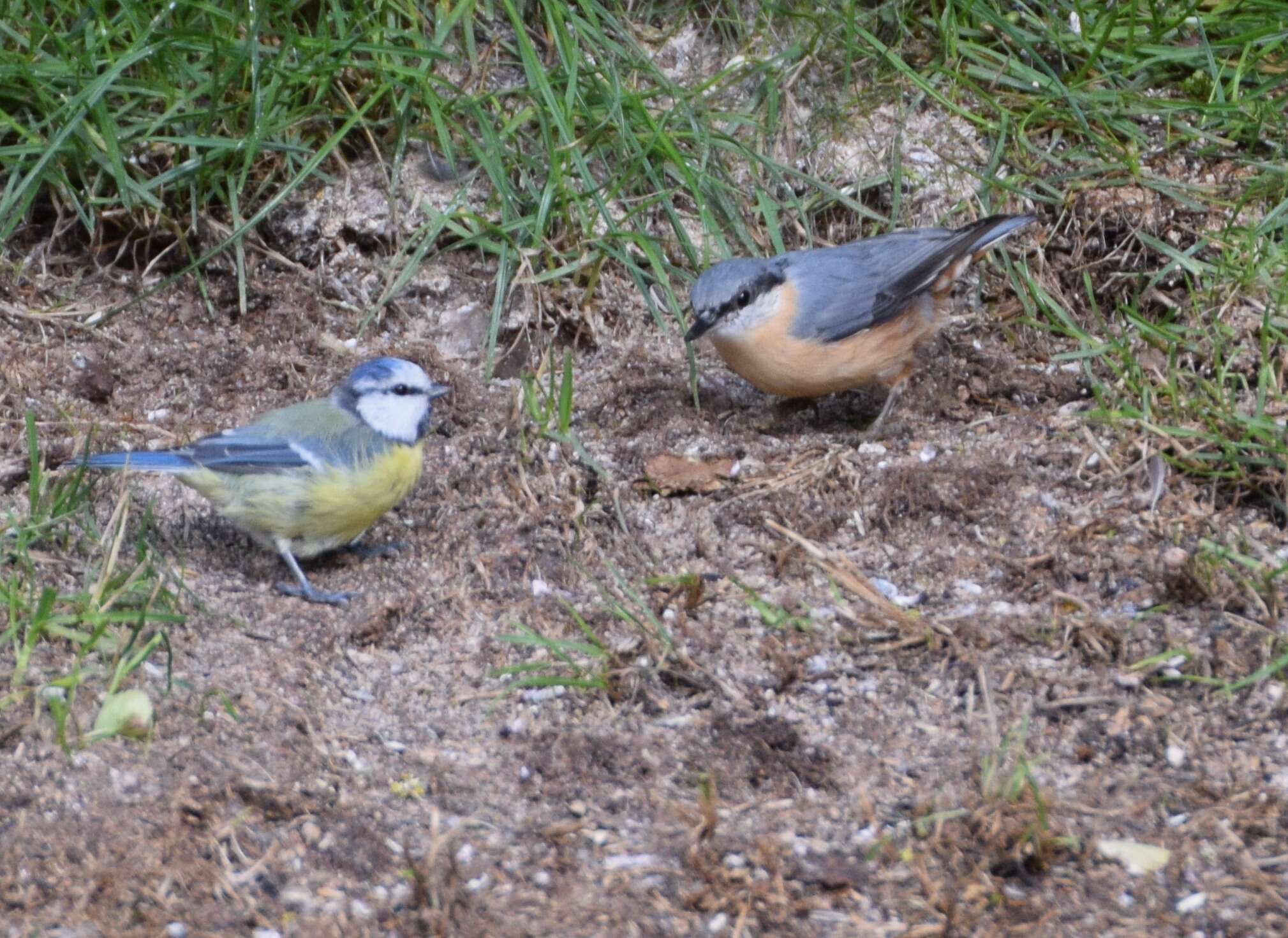 Image of Eurasian Nuthatch