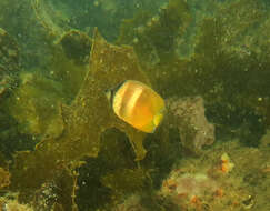 Sivun Käpyperhokala kuva