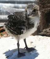 Image of Brown-backed terns