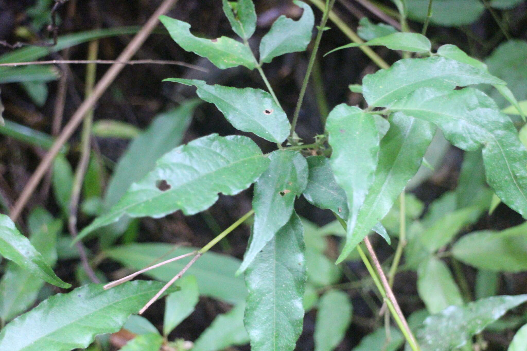 صورة Hylodesmum laterale (Schindl.) H. Ohashi & R. R. Mill