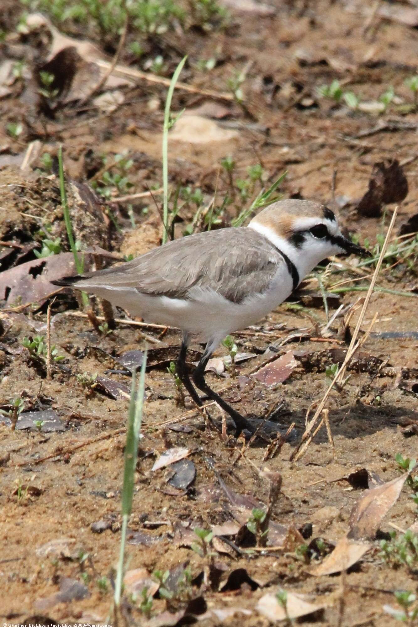 Image de Charadrius alexandrinus seebohmi Hartert, Jackson & AC 1915