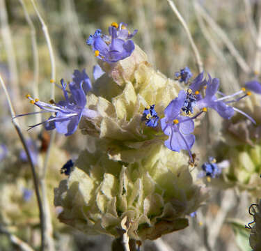 Image of purple sage