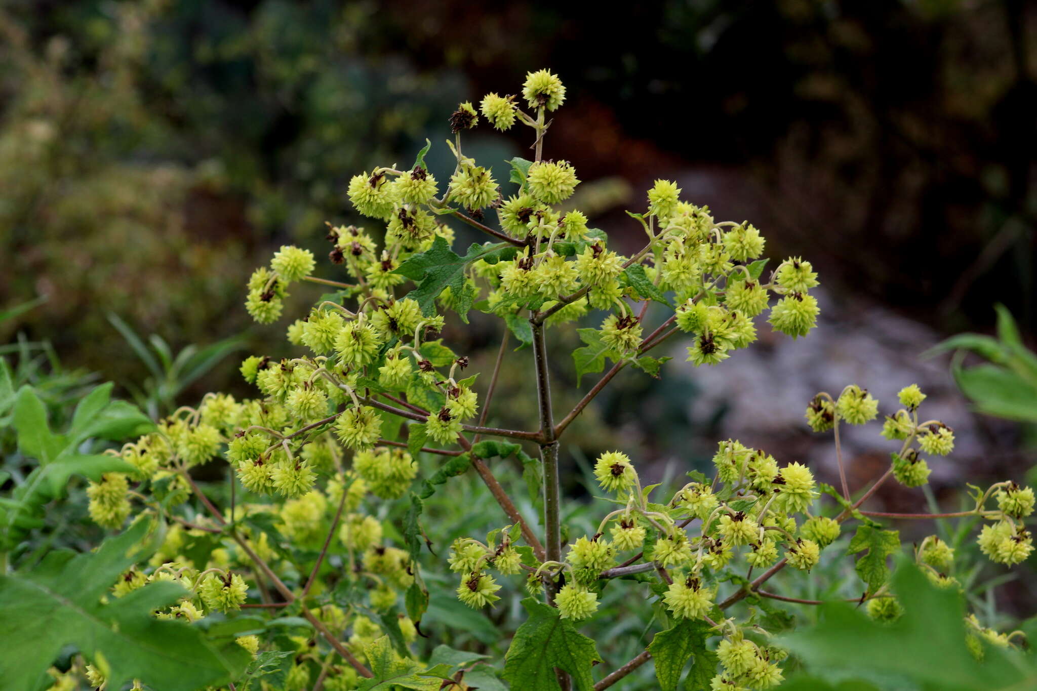 Image of Montanoa grandiflora (DC.) Hemsl.