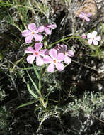 Image of cold-desert phlox