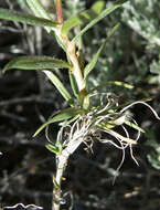 Image of cold-desert phlox