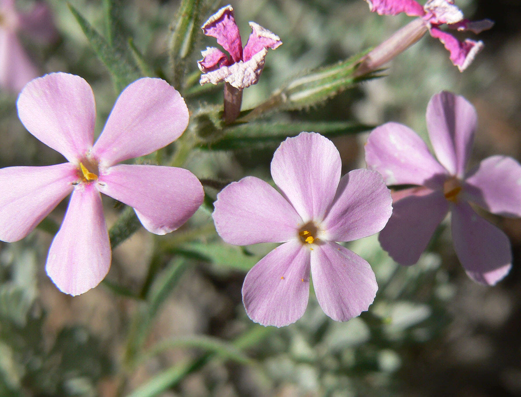 Image of cold-desert phlox