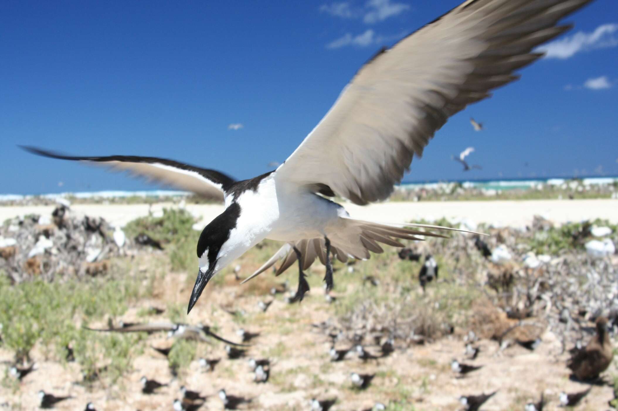 Image of Brown-backed terns