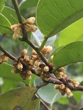 Pouteria macahensis T. D. Penn. resmi