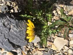 Crepis terglouensis (Hacq.) A. Kerner resmi