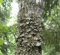 Image of lung lichen