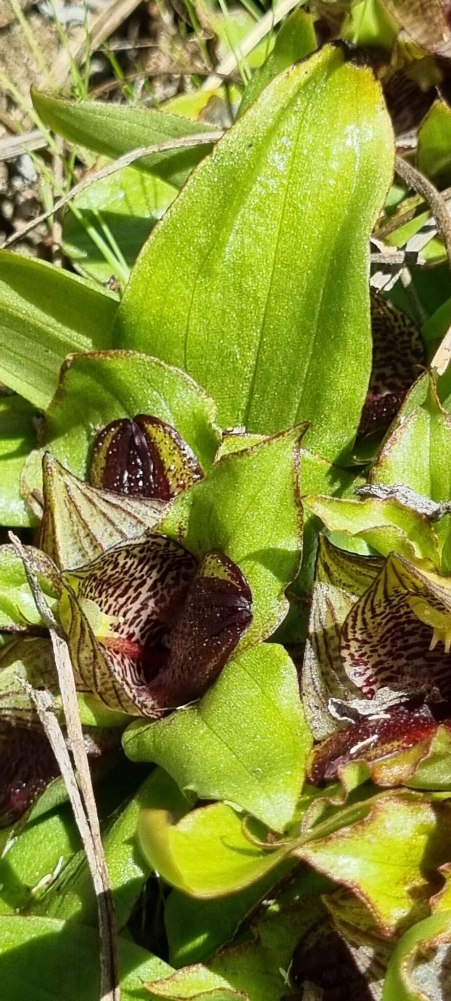 Image of Satyrium pumilum Thunb.