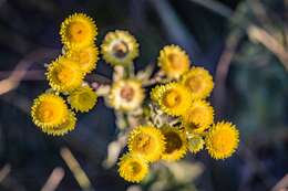 Image of stinking strawflower