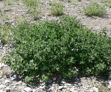 Image of horehound