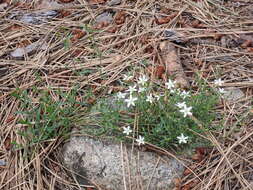 Image de Arenaria lanuginosa (Michx.) Rohrb.