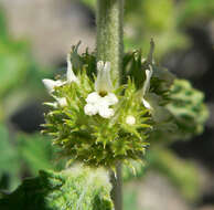 Image of horehound