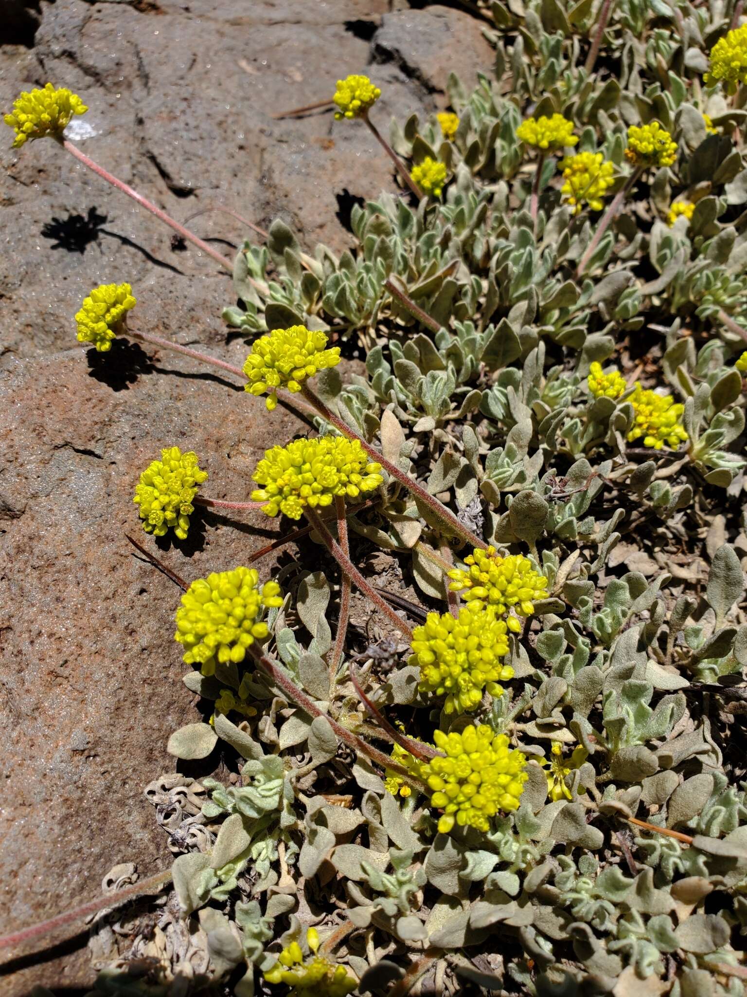 Image of frosted buckwheat