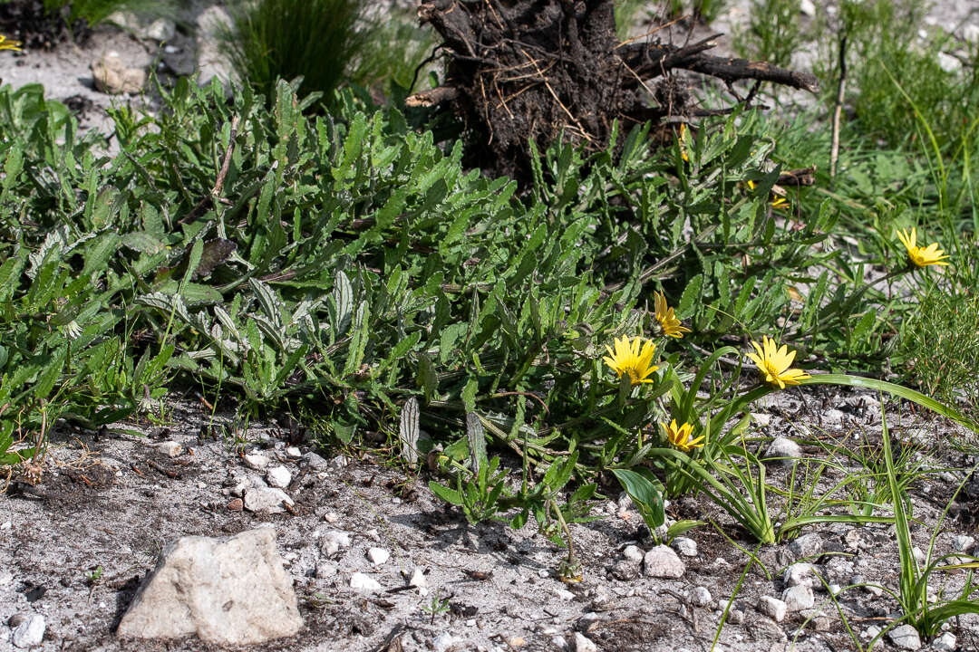 Image of Arctotis scabra Thunb.