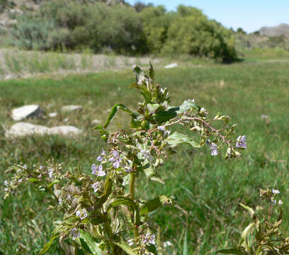 Image of Blue Water-speedwell