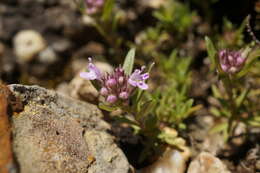 صورة Thymus callieri Borbás ex Velen.