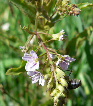 Image of Blue Water-speedwell