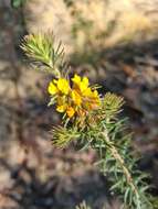 Imagem de Phyllota grandiflora Benth.