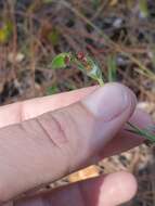 Euphorbia inundata var. garrettii E. L. Bridges & Orzell resmi