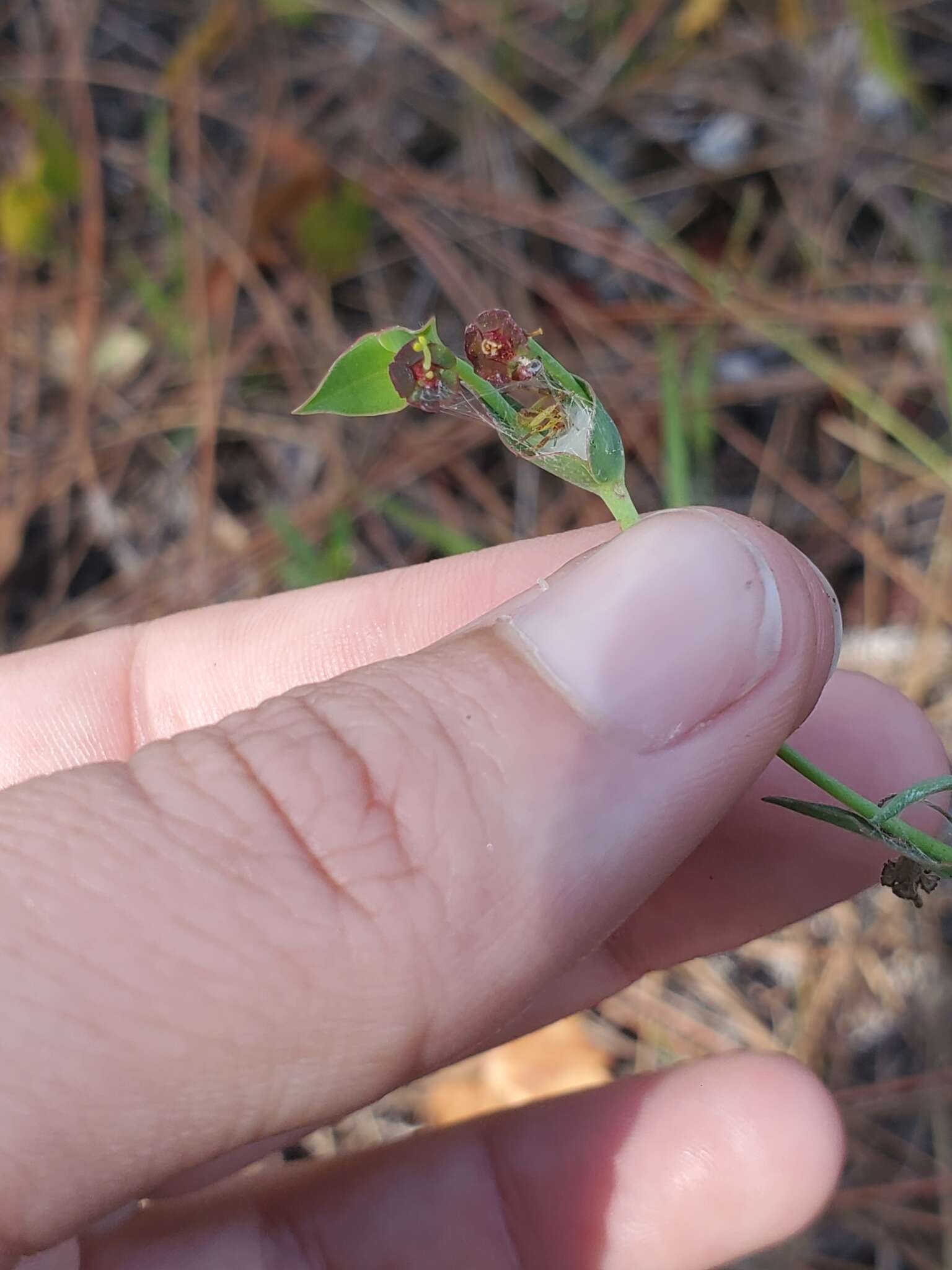 Euphorbia inundata var. garrettii E. L. Bridges & Orzell resmi