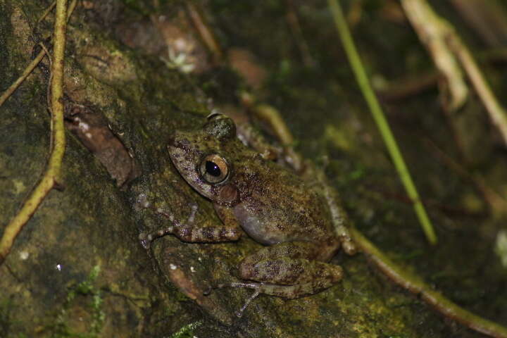 Image of Craugastor alfredi (Boulenger 1898)