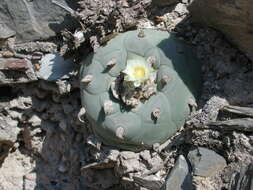 Image of Peyote