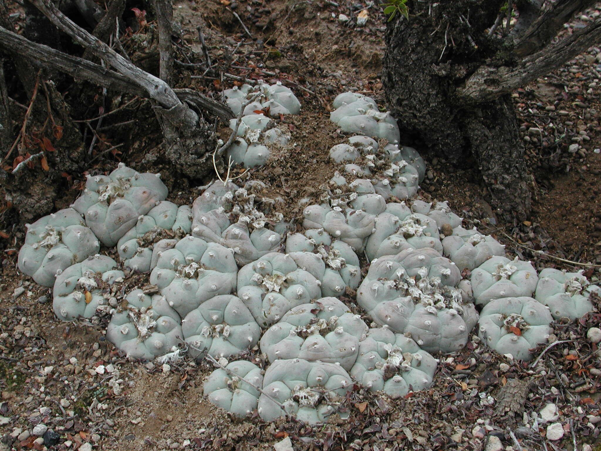 Image of peyote